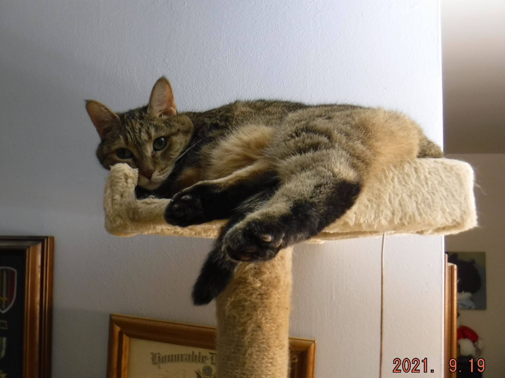 I Am ... Queen of the House!